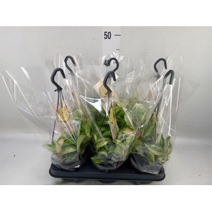 Hoya carnosa 'Tricolor'