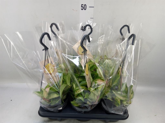 <h4>Hoya carnosa 'Tricolor'</h4>