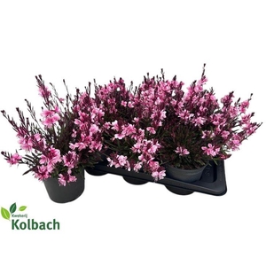 GAUR LI GAUDI L PINK