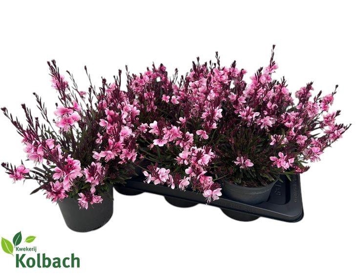 <h4>GAUR LI GAUDI L PINK</h4>