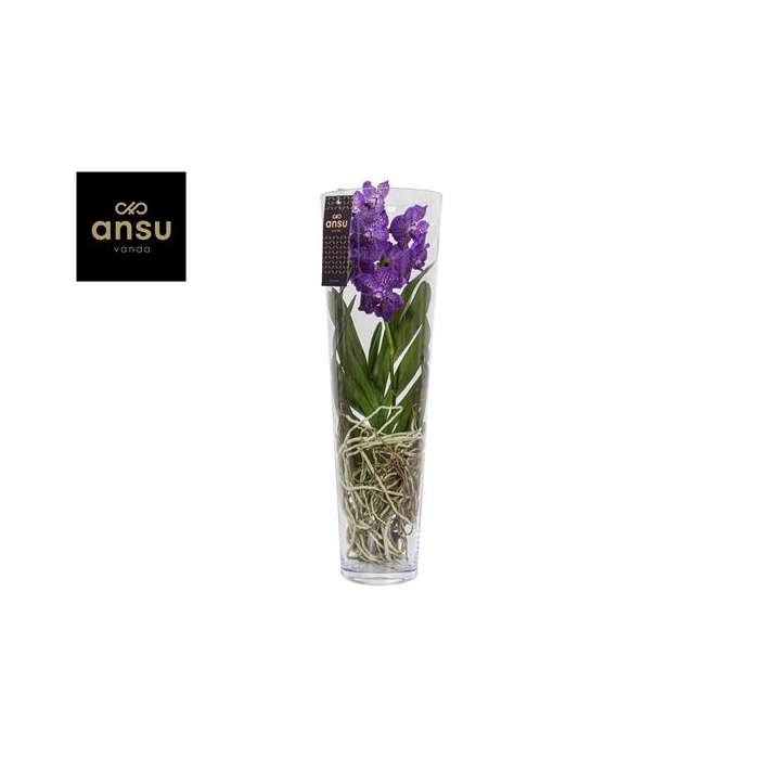 <h4>Vanda Lisanne 70 Purple</h4>