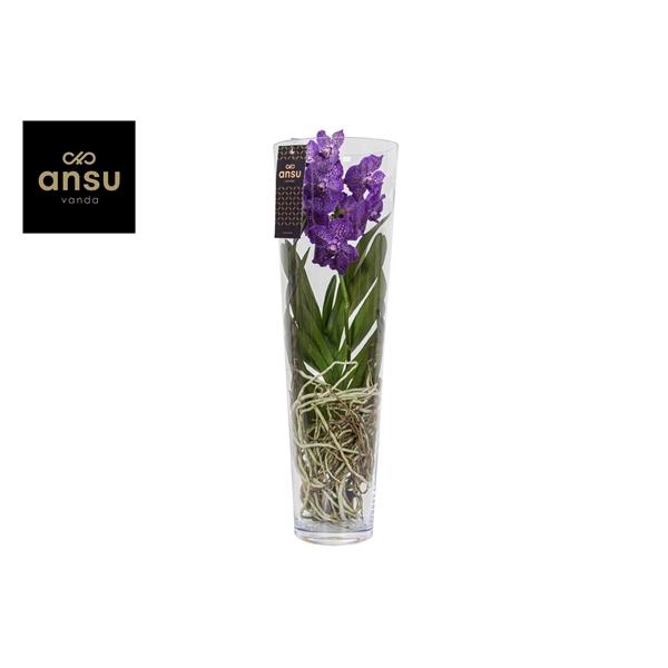 <h4>Vanda hybriden</h4>