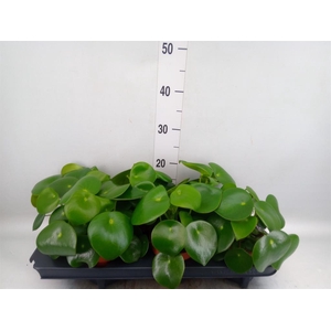Peperomia polybotrya 'Raindrop'