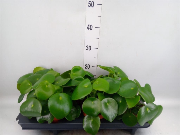 <h4>Peperomia polybotrya 'Raindrop'</h4>