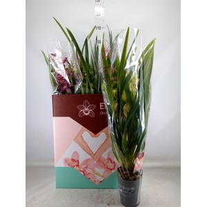 Cymbidium   ...mix