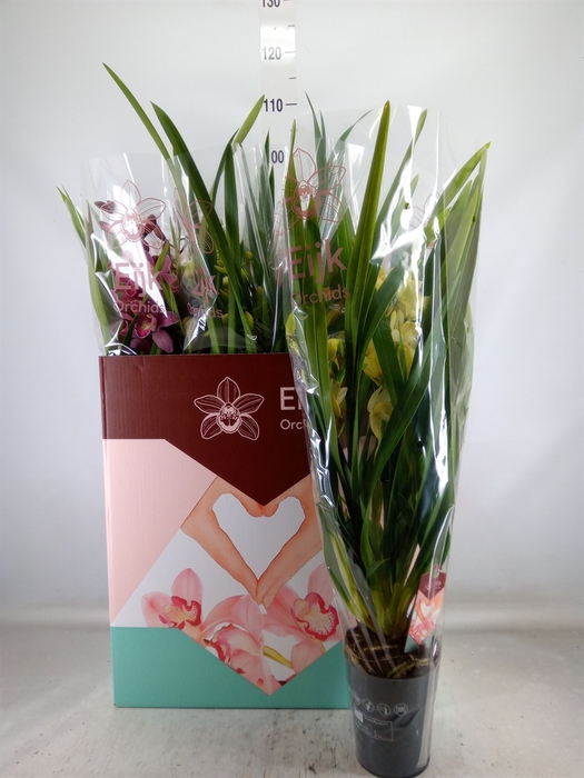 <h4>Cymbidium   ...mix</h4>