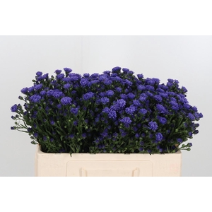 Ast Astee Dark Milka