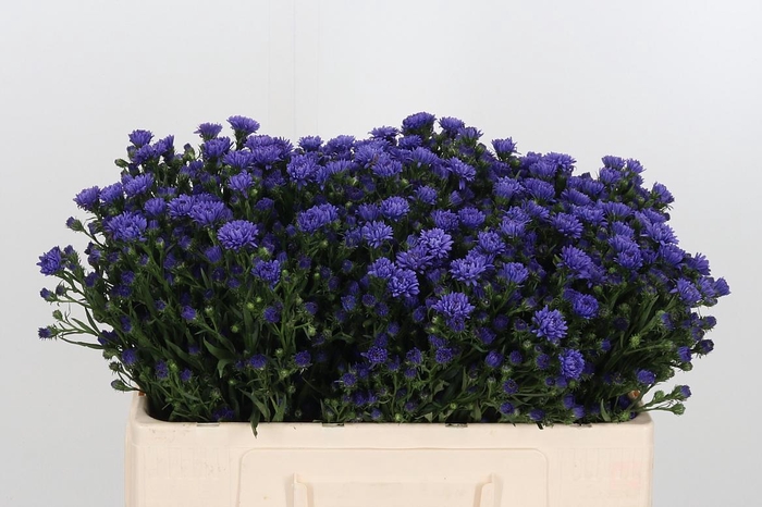 <h4>Ast Astee Dark Milka</h4>