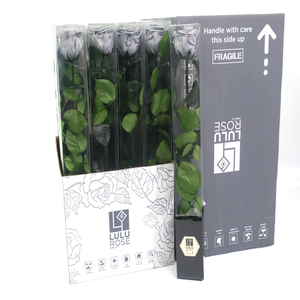 Rosa Preserved Stem 50cm Splendid Gray