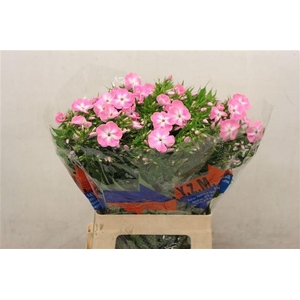 PHLOX P SENO