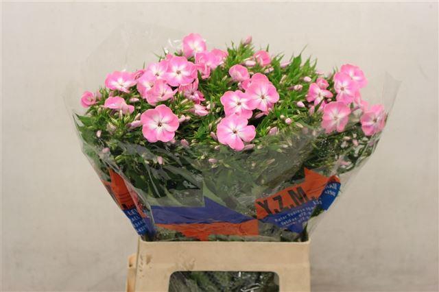 PHLOX P SENO