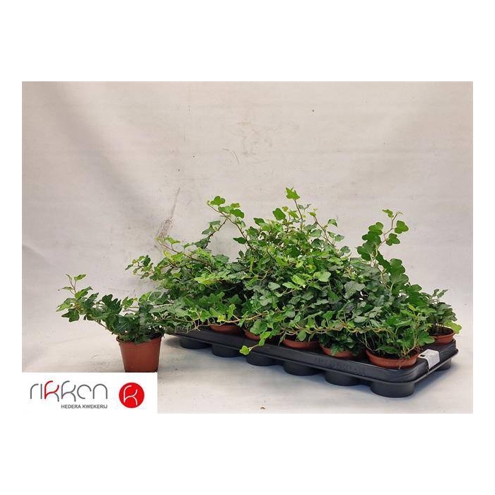 <h4>Hedera helix Wonder 8,5Ø 20cm</h4>