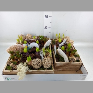 Arr.   Bol/Knolgewas L%