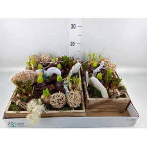 Arr.   Bol/Knolgewas L%