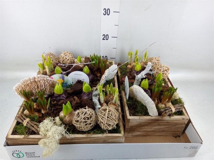 <h4>Arr. Bol/Knolgewas L%</h4>