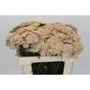 Achillea Millefolium Lachsschönheit