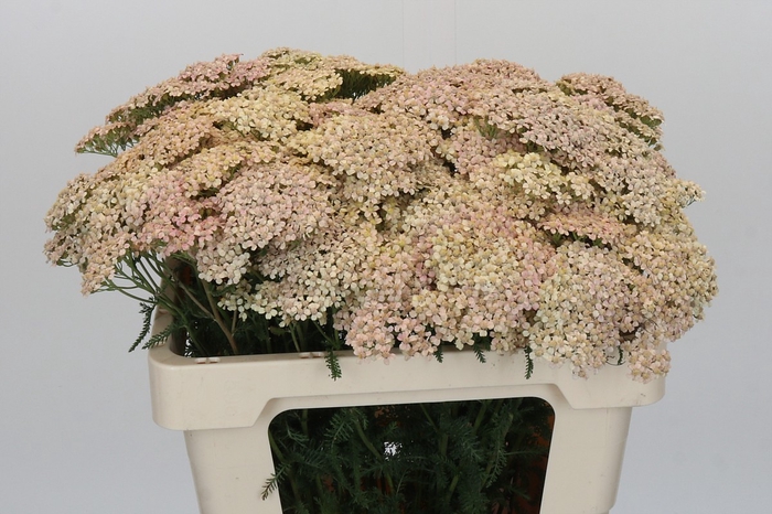 <h4>Achillea Millefolium Lachsschönheit</h4>