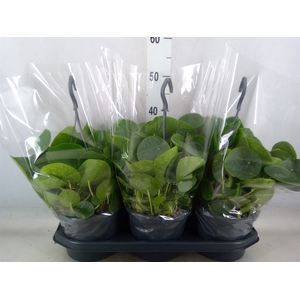 Pilea peperomoides