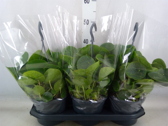 <h4>Pilea peperomoides</h4>