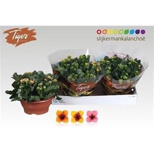 KAL EN TIGER GEM