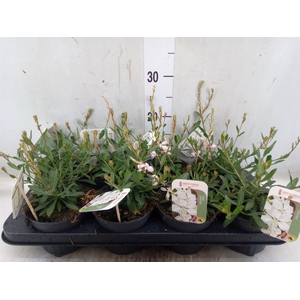 Gaura lindheimeri   ...