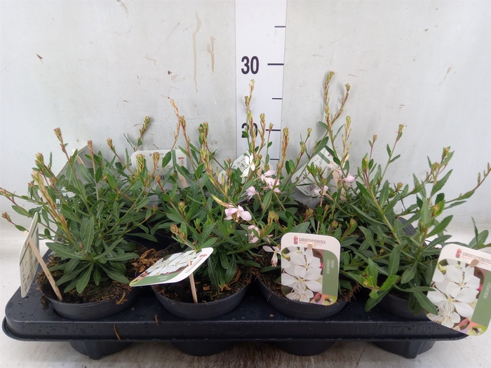 <h4>Gaura lindheimeri   ...</h4>