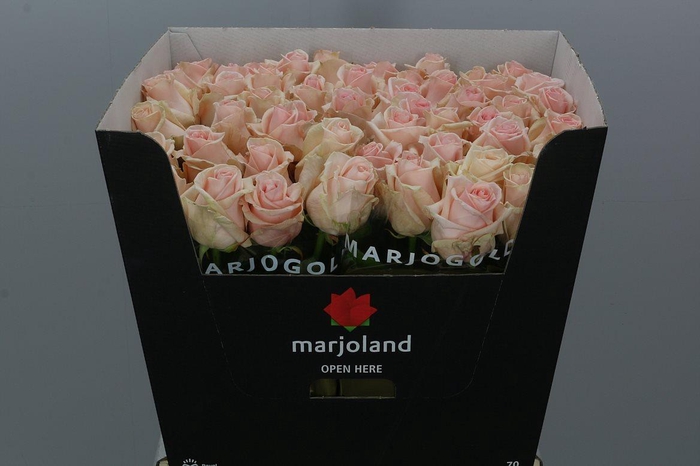 <h4>R Gr Lovely Dolomit</h4>