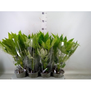 Fatsia japonica 'Variegata'