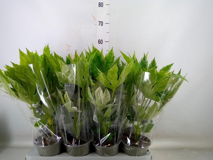 <h4>Fatsia japonica 'Variegata'</h4>