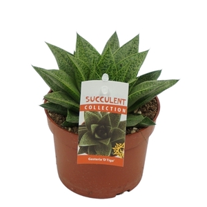 Gasteria d'tiga 10,5 cm met etiket