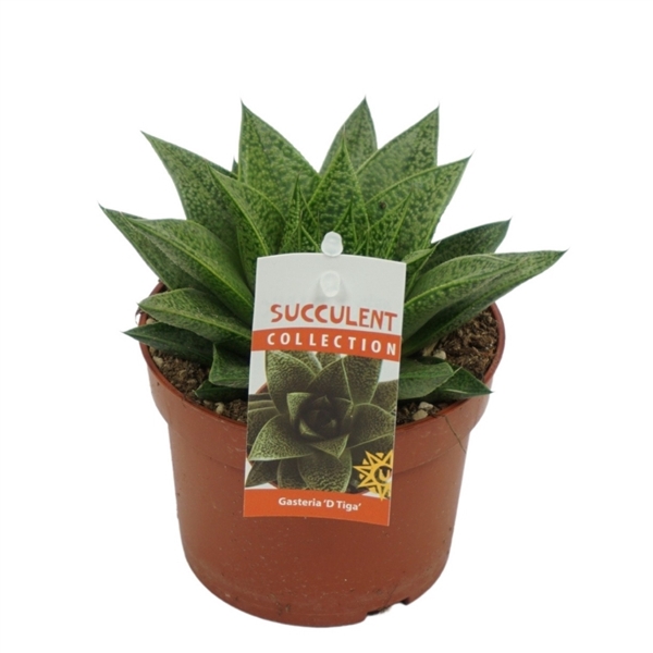 <h4>Gasteria d'tiga 10,5 cm met etiket</h4>
