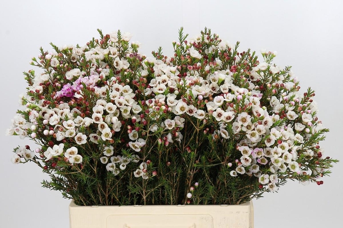 <h4>Chamelaucium Moonlight Delight</h4>