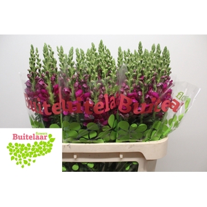 Antirrhinum Toulon Purple
