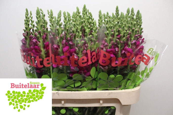 <h4>Antirrhinum Toulon Purple</h4>