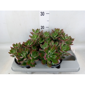 Echeveria pulvinata 'Devotion'