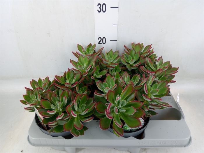 <h4>Echeveria pulvinata 'Devotion'</h4>
