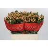 Hypericum Mellow Romance