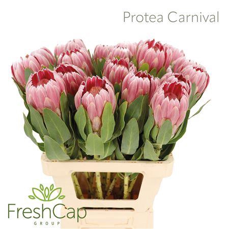 <h4>Protea Carnival</h4>
