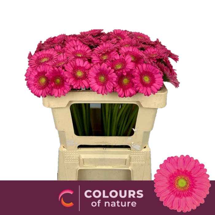 <h4>GE MI SCOOP</h4>