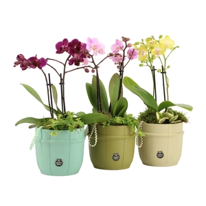 11613: Consideration arrangement