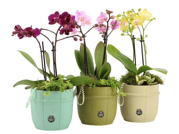 <h4>11613: Consideration arrangement</h4>