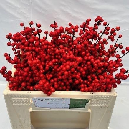 <h4>ILEX VE RODE BES</h4>