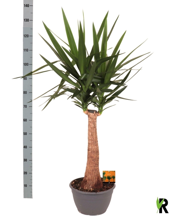 <h4>YUC ELEPHANTIPES</h4>