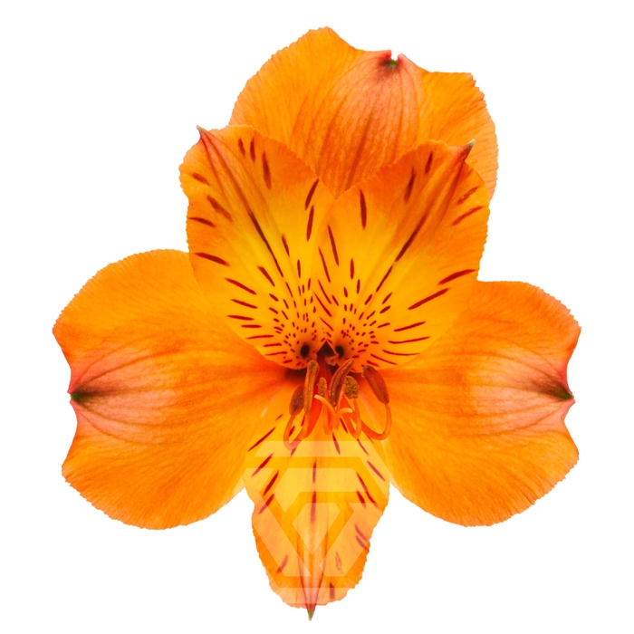 <h4>ALSTR JAFFA Tessa</h4>