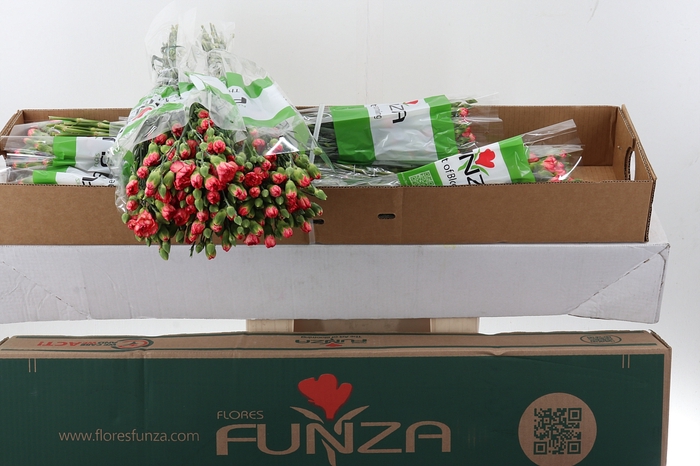 <h4>Di Tr Fire Flame x20 Box</h4>