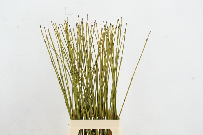 <h4>CORNUS FLAVIRAMEA GEEL 080CM</h4>