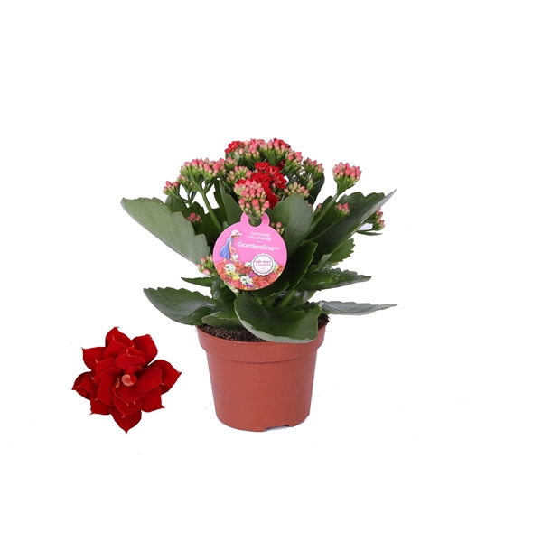 <h4>Kalanchoe Gardenlina 12cm rood</h4>