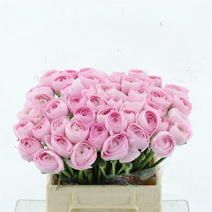 <h4>Ran Su Sr Hanoi Pink Extra</h4>