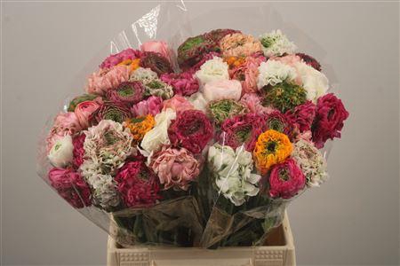 <h4>Ran Pon-pon Mixed In Bunch</h4>