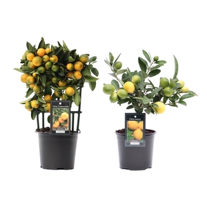 Citrus Mix 2 Soorten